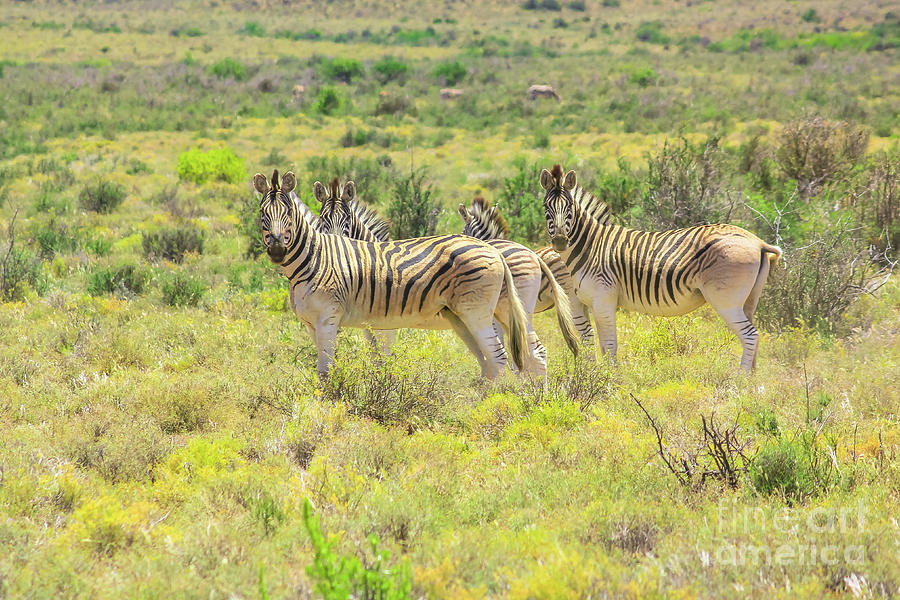 Chapman zebras in Karoo NP #2 Digital Art by Benny Marty