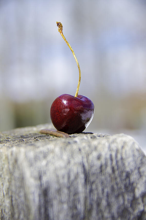 Cherries In The Snow #2 Photograph by Lisa Holte