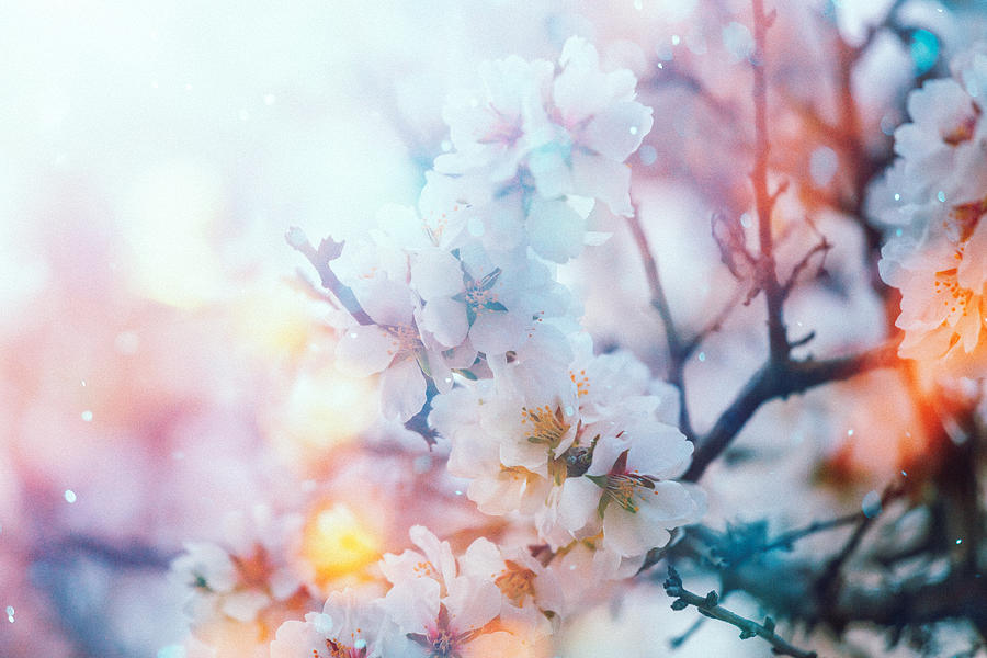 Cherry blossom in the spring #2 Photograph by Peter Zelei Images