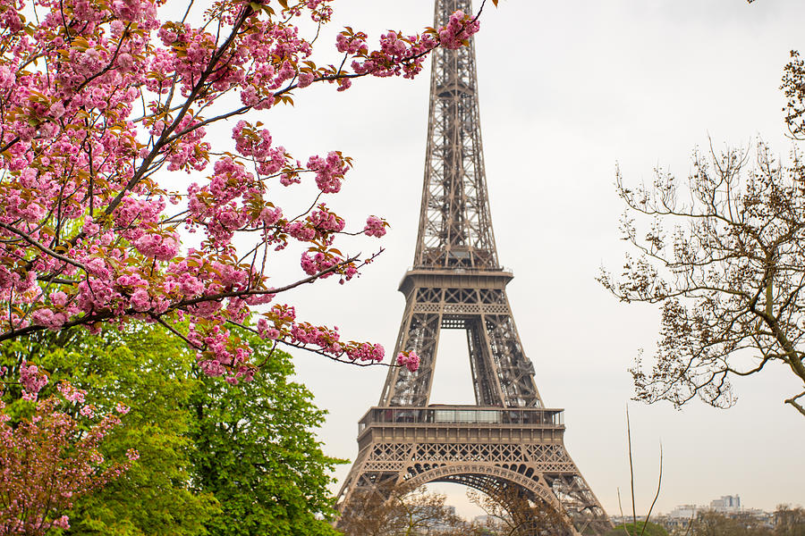 cherry tree with Eiffel Tower background #2 Photograph by Apostoli Rossella