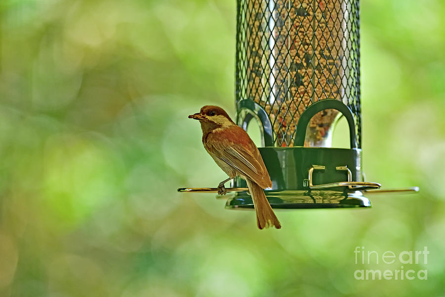 Chestnut-backed chickadee #2 Photograph by Amazing Action Photo Video