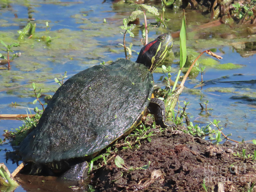 Chicken Turtle Photograph by Steven Spak - Fine Art America