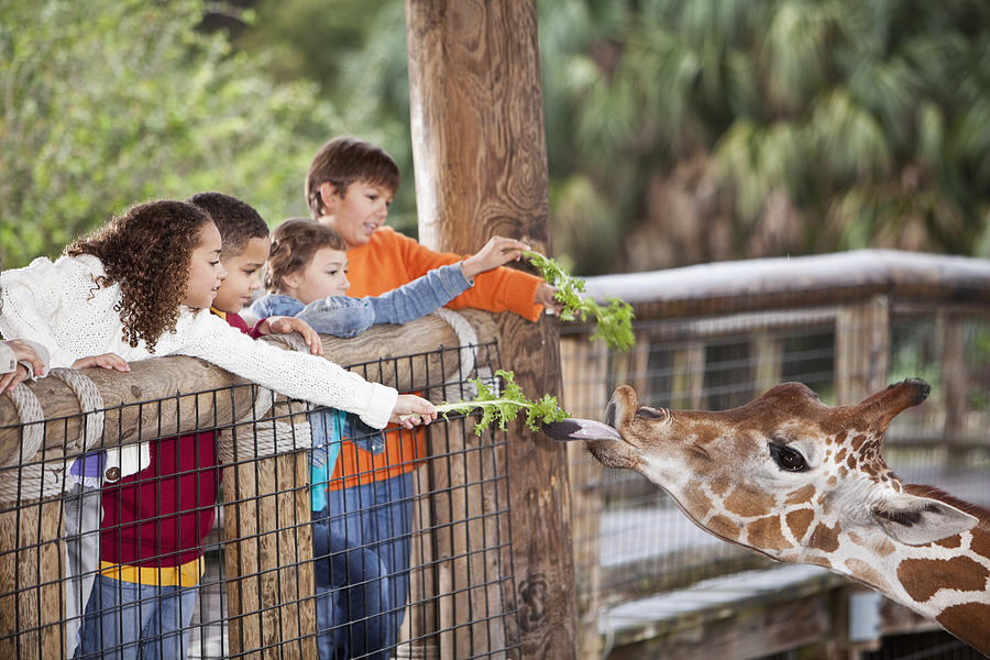 Children at zoo feeding giraffe #2 Photograph by Kali9