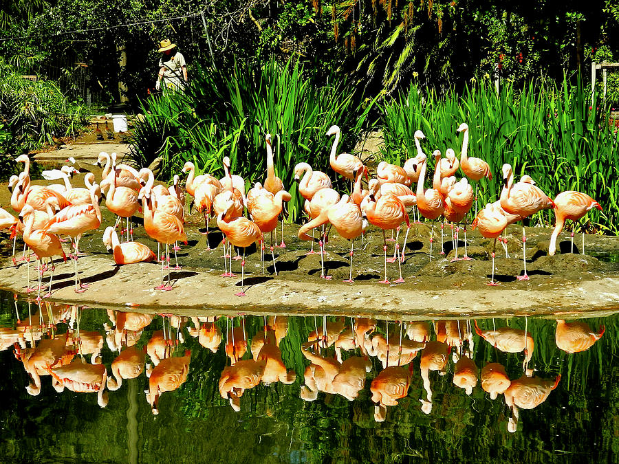 san diego zoo flamingo