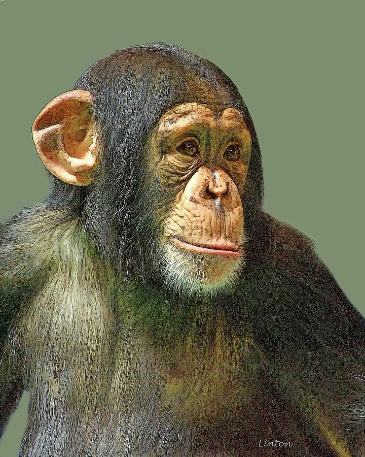 Chimp Portrait #2 Photograph by Larry Linton