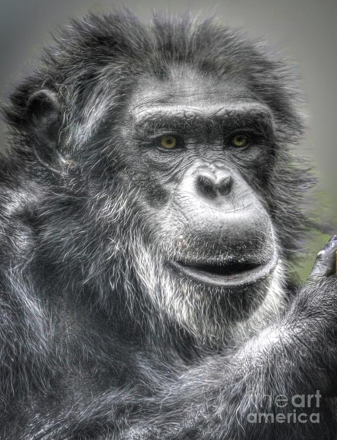 ChimpanzeE #2 Photograph by Savannah Gibbs