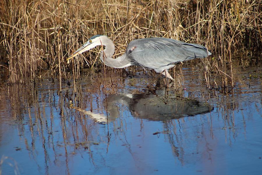 Chincoteague Photograph by Stacia Frazier | Fine Art America