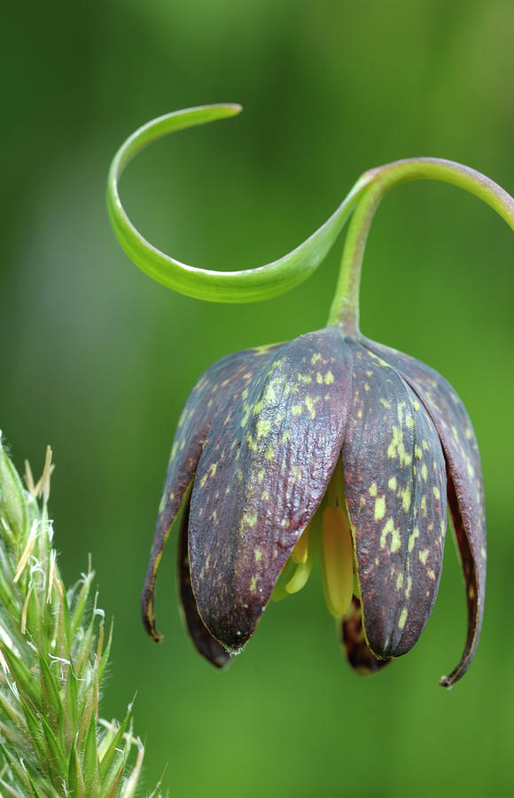 Chocolate Lily Fritillaria Affinis, Cowichan Valley, Vancouver Island, British Columbia Photograph