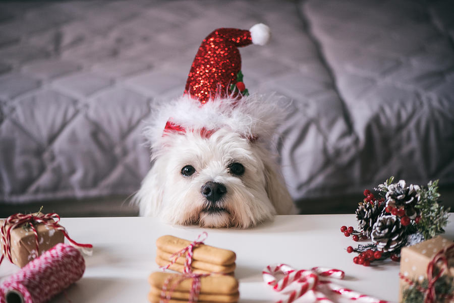 Christmas for Pets #2 Photograph by Emilija Manevska