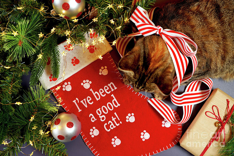 Christmas pet stocking with family cat in festive setting. #2 Photograph by Milleflore Images