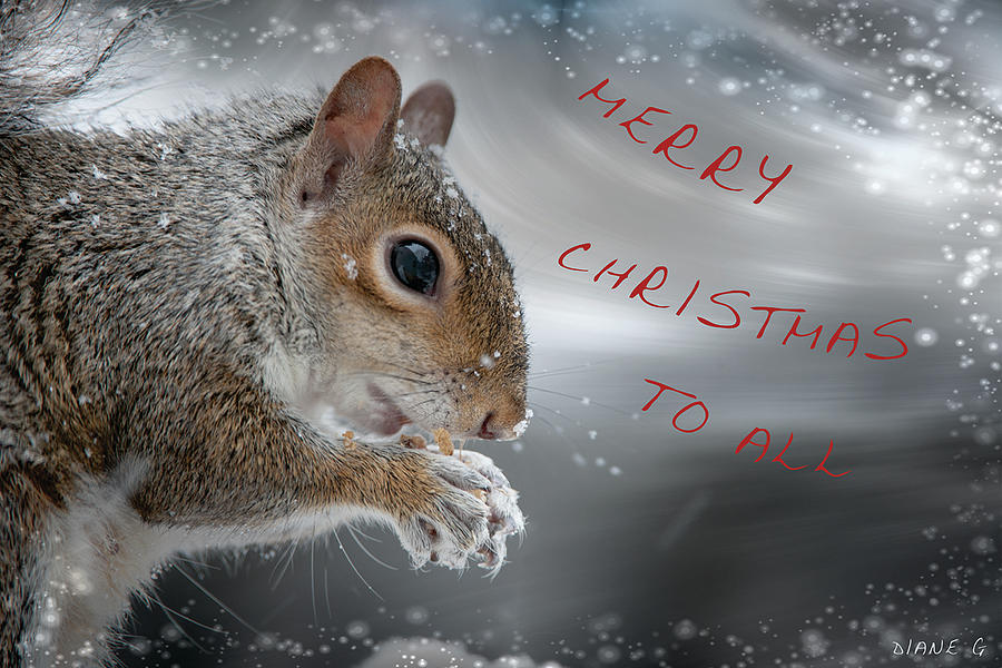 Christmas Squirrel #2 Photograph by Diane Giurco