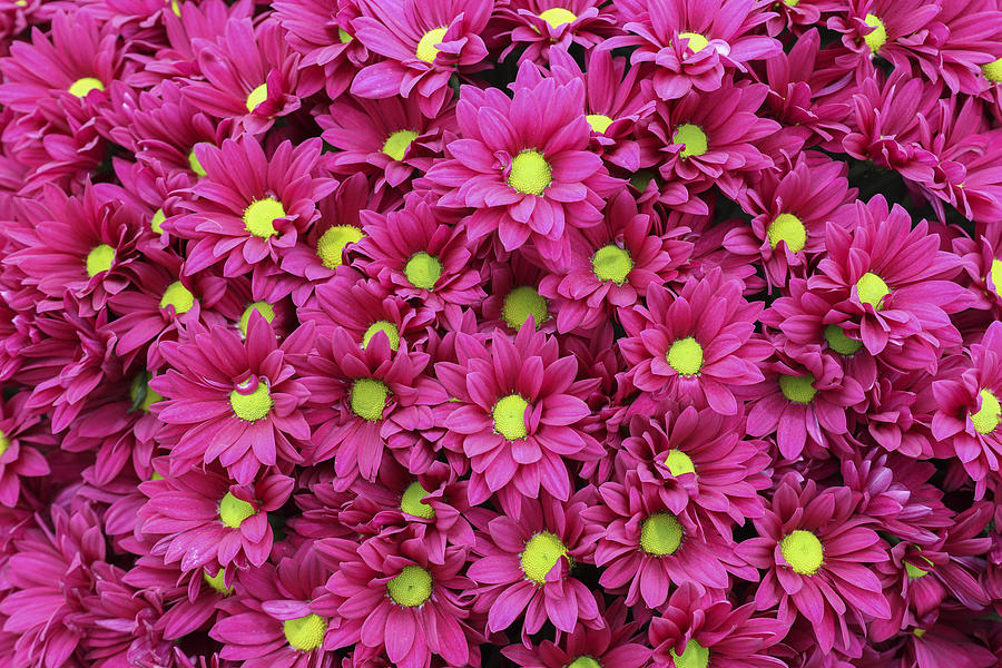 Chrysanthemum #2 Photograph by Andrew Dernie