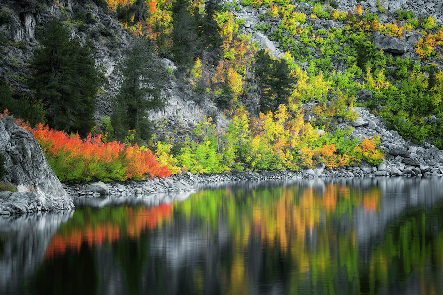 Tree Photograph - Civil twilight glow on autumn colors at Lake Sabrina. #3 by Larry Geddis