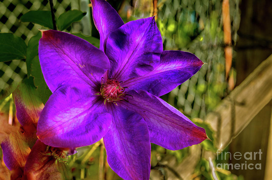 Clematis #2 Photograph by Robert Bales
