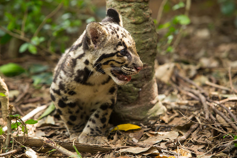 Clouded Leopard (Neofelis Nebulosa) #2 Photograph by Rufous52