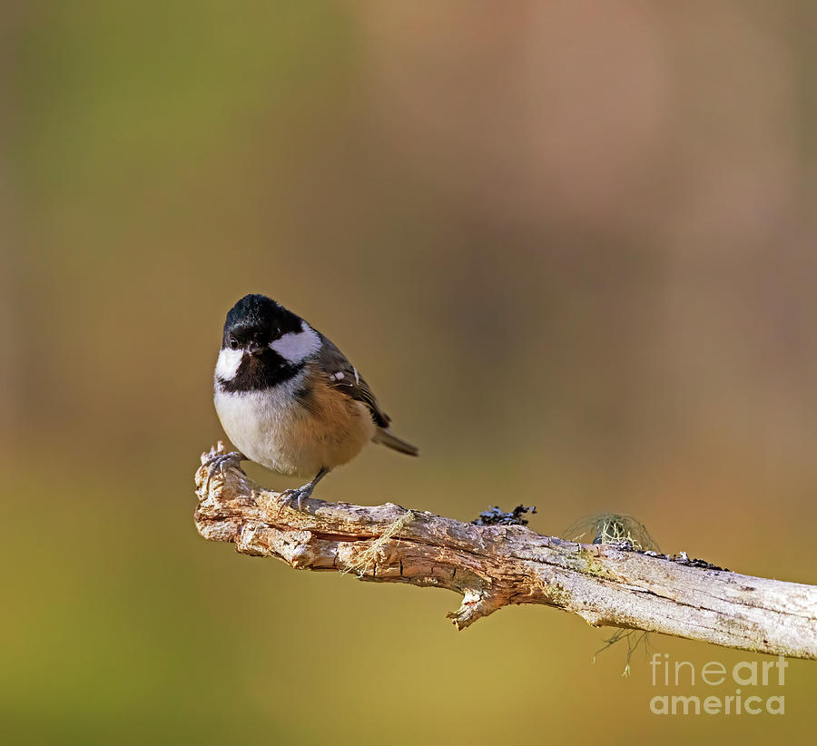 Coal Tit, Parus ater #2 Photograph by Louise Heusinkveld