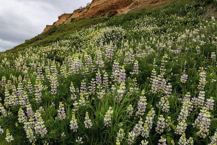 Coastal wildflowers  #2 Photograph by Shirley Mitchell