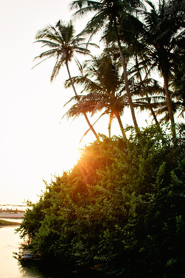Coconut palm trees on Palolem beach, Goa, India #2 Photograph by Matilda Delves