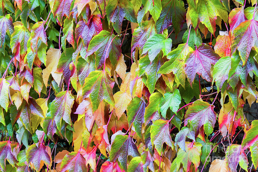 Color Of Autumn Photograph