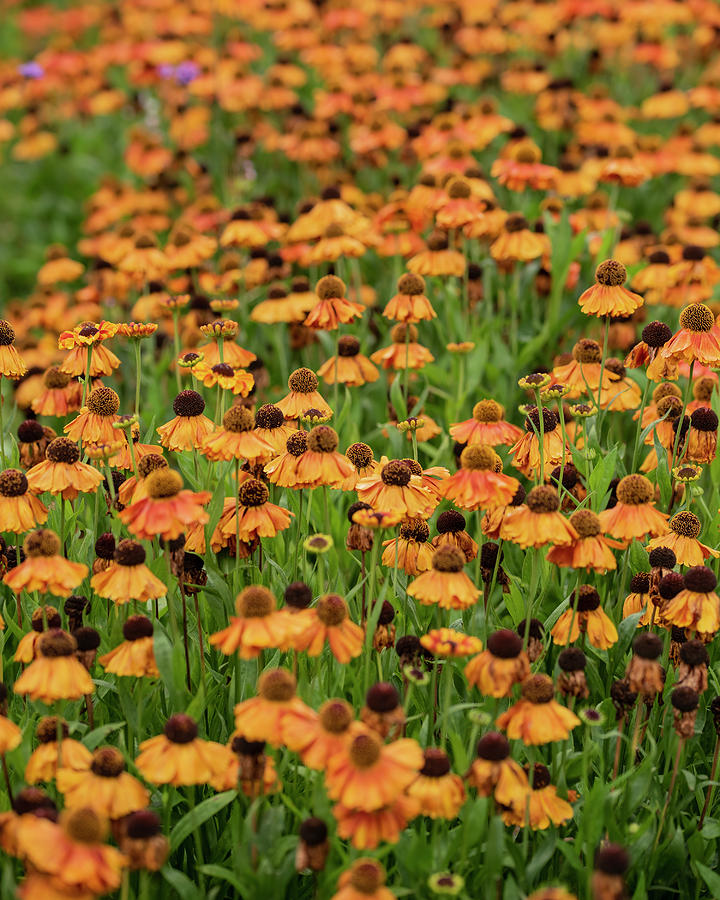 Colorful Close Up Image Of Common Sneezeweed Helenium Autumnale Photograph