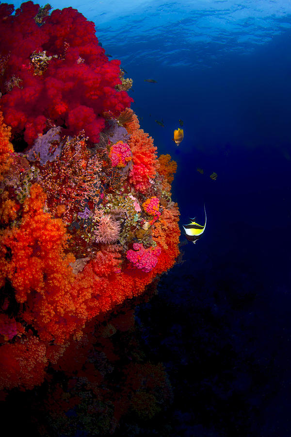 Colorful Underwater Seascape #2 Photograph by Beth Watson