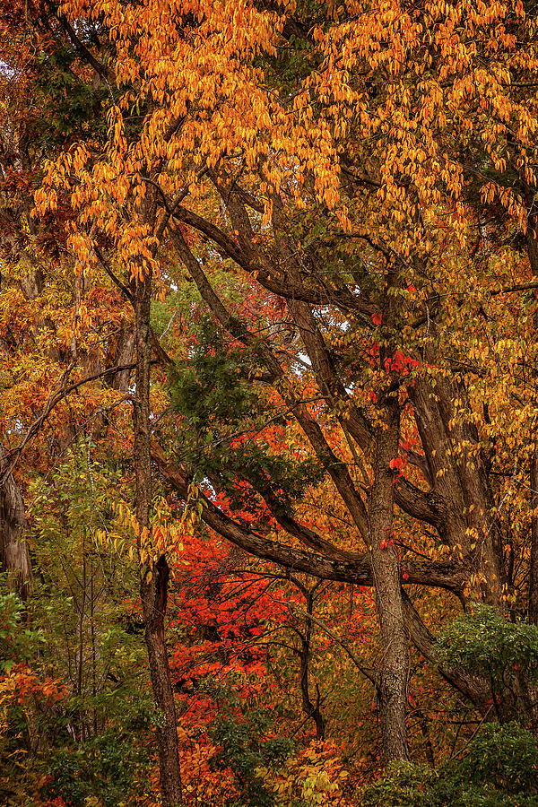 Colors of Autumn #2 Photograph by Andrew Soundarajan