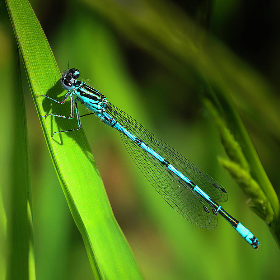 Common Blue Damselfly. Photograph by John Boyce - Fine Art America