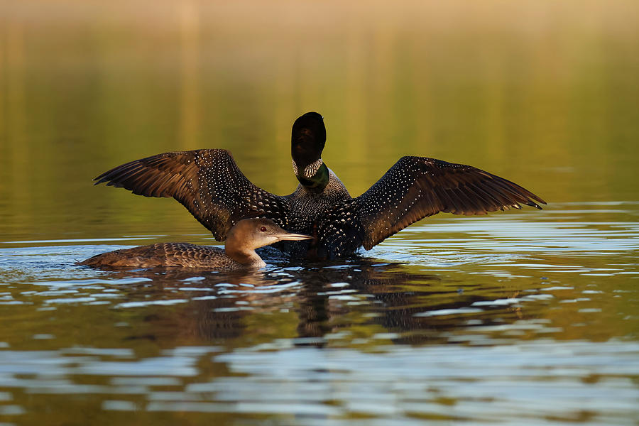 Common Loon #2 Photograph by Brook Burling