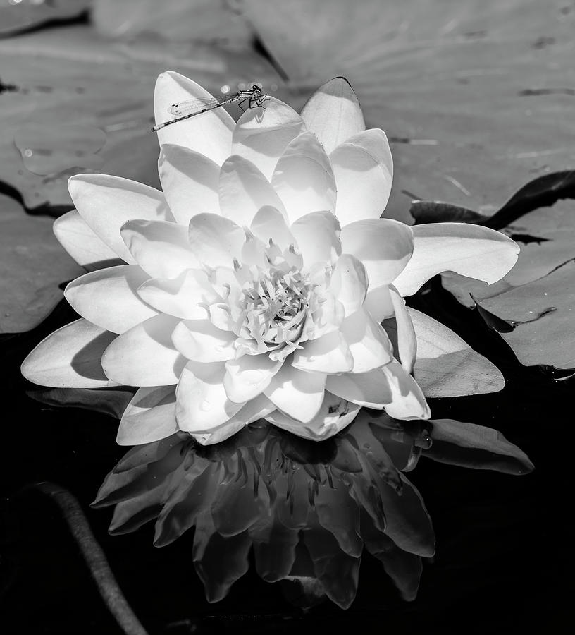 Common Water Lily floating on water #2 Photograph by Panoramic Images