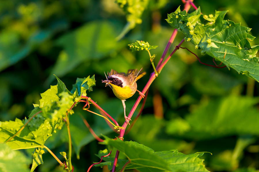 Common Yellowthroat. #2 Photograph by Dopeyden