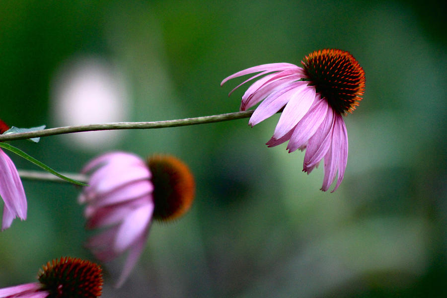 Cone Flowers #2 Photograph by Kevin Wheeler