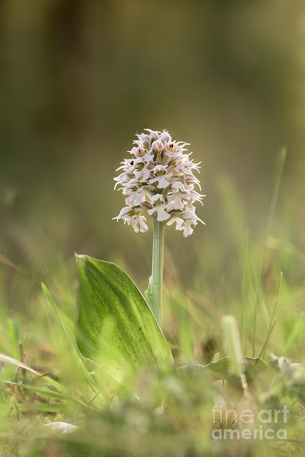 Conical orchid, Orchis conica, wild orchid in spring meadow, Andalusia, Southern Spain  #2 Photograph by Perry Van Munster
