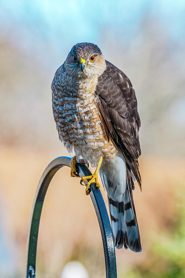 Coopers Hawk #2 Photograph by Cathy Kovarik