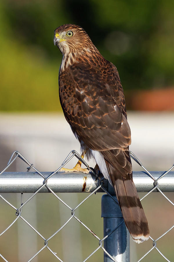 Coopers Hawk #2 Photograph by James Marvin Phelps