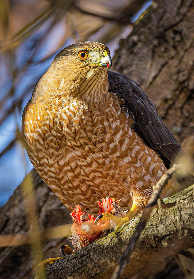 Coopers Hawk #2 Photograph by Mark Mille