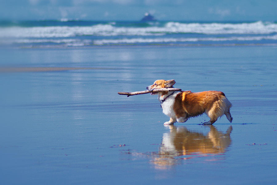 Corgi playing fetch on the beach #2 Photograph by Sherri Damlo, Damlo Shots, Damlo Does, LLC