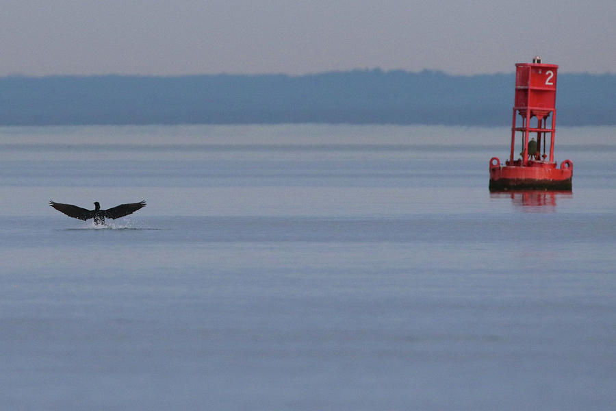Cormorant Port Jefferson New York Photograph by Bob Savage Fine Art