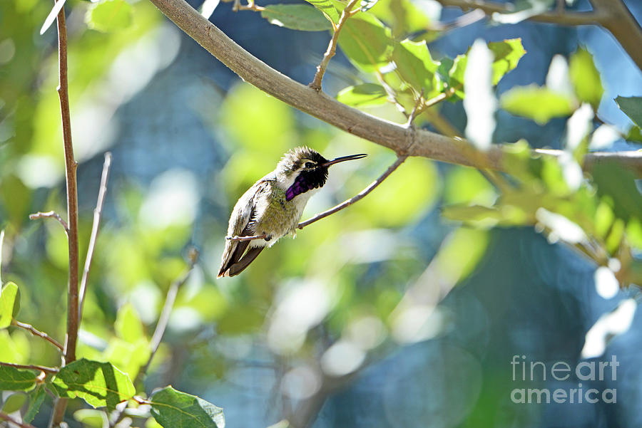 Costas Hummingbird #2 Photograph by Denise Bruchman