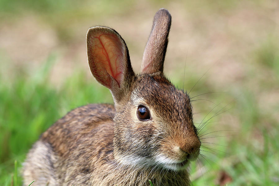 Cottontail Rabbit Great River New York #2 Photograph by Bob Savage ...