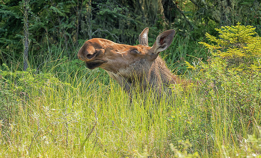 Cow Moose #2 Photograph by Robert Libby