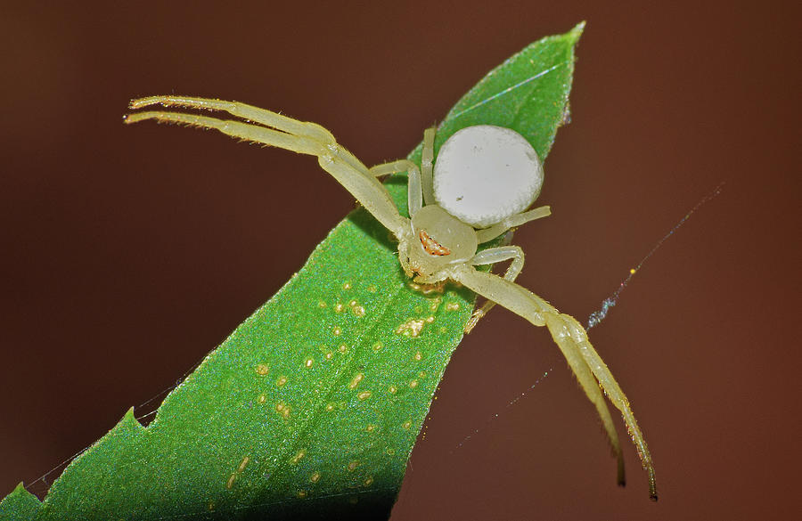 Crab Spider #2 Photograph by Larah McElroy