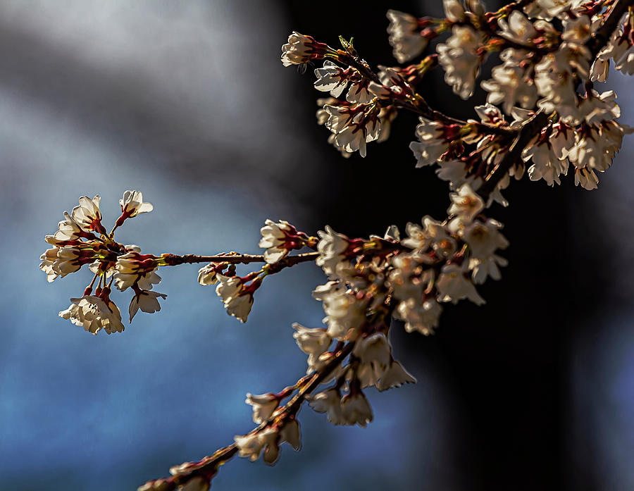 Crabapple Blossoms Photograph