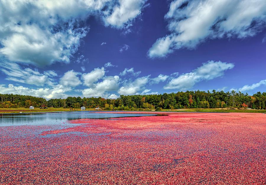 Tree Photograph - Cranberry Bog #2 by Mountain Dreams