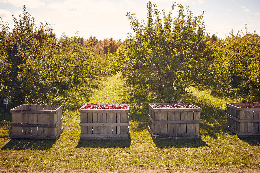 Crates of apples in orchard #2 Photograph by Heshphoto