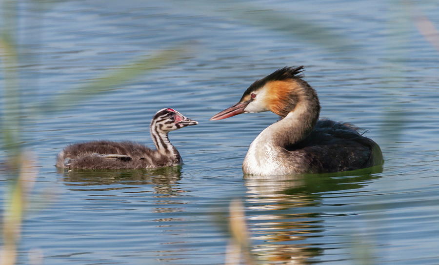 Crested grebe, podiceps cristatus, duck and baby #2 Photograph by Elenarts - Elena Duvernay photo