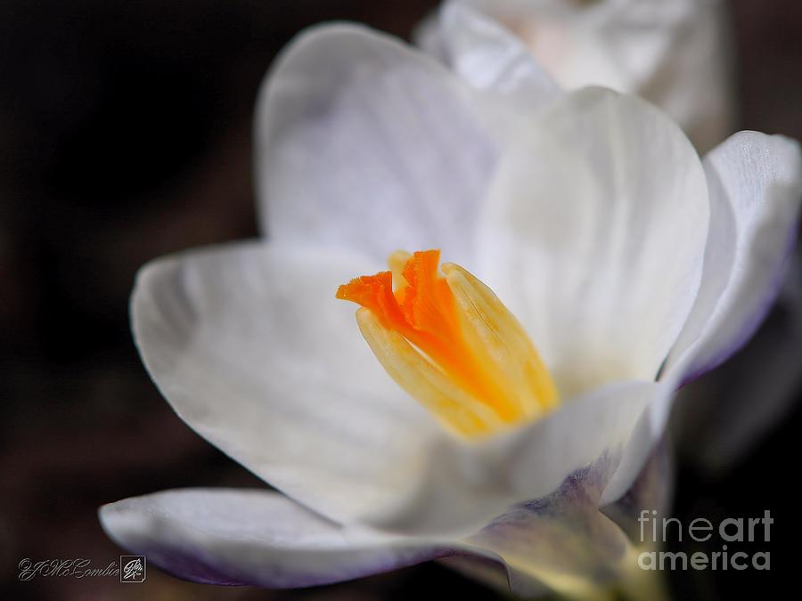Flower Photograph - Crocus named Prins Claus #5 by J McCombie