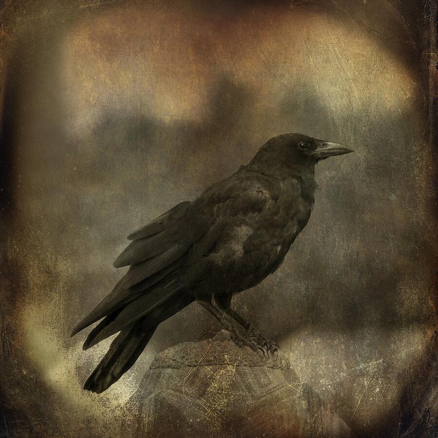 Crow In The Darkness Photograph by Gothicrow Images - Fine Art America