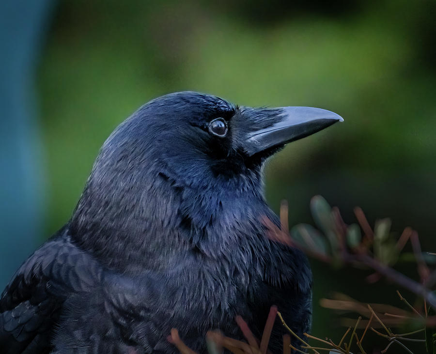 Crow Portrait #2 Photograph by Bill Ray