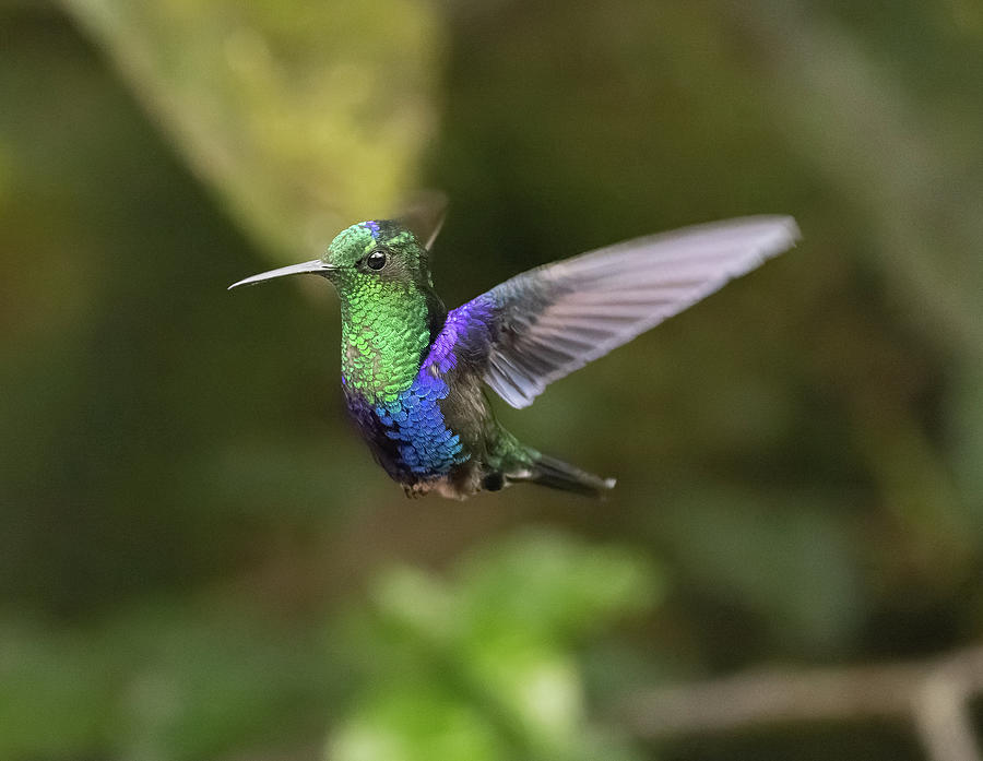 Crowned Woodnymph Hummingbird in Ecuador Photograph by Dee Carpenter ...