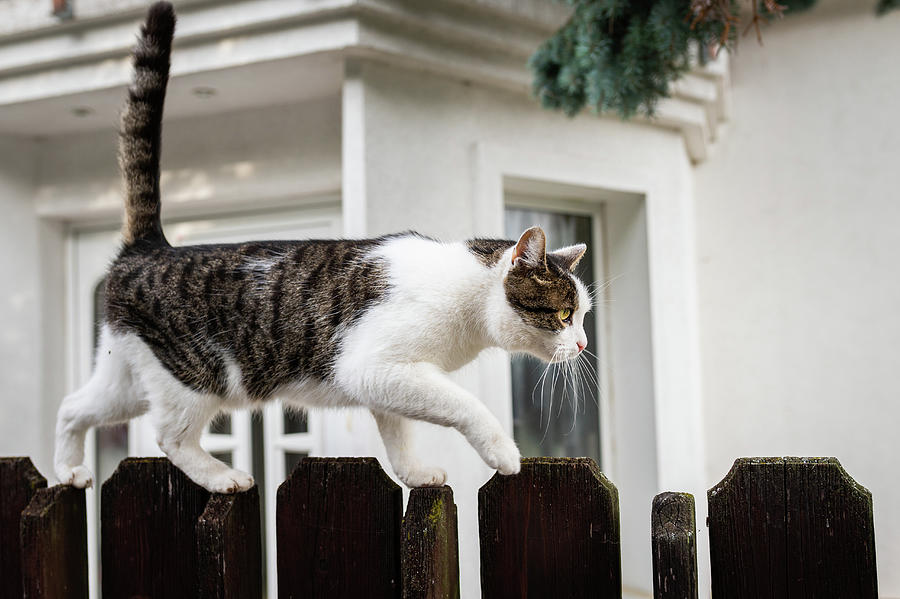 Cute little cat on a garden fence Photograph by Stefan Rotter - Fine ...